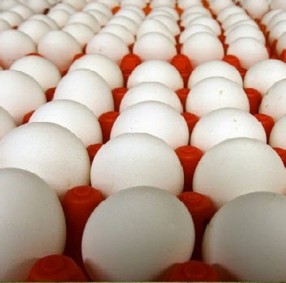 Trứng vịt - Thực Phẩm Tươi Sống - Công Ty Cổ Phần Nông Sản Thực Phẩm Thành Nam